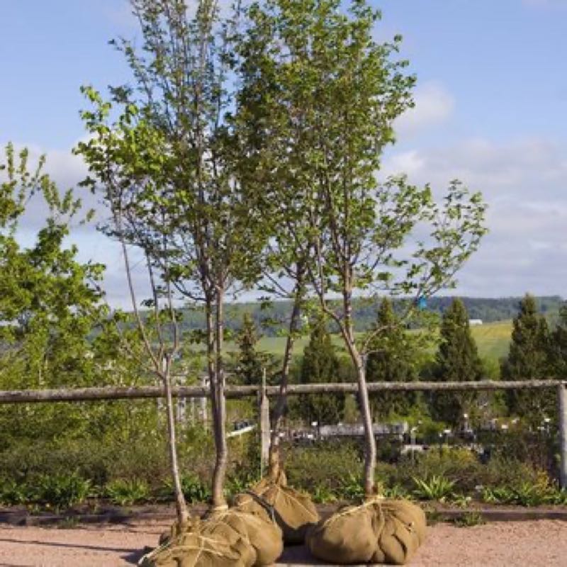 {SERVICE_NAME} project in Arlington