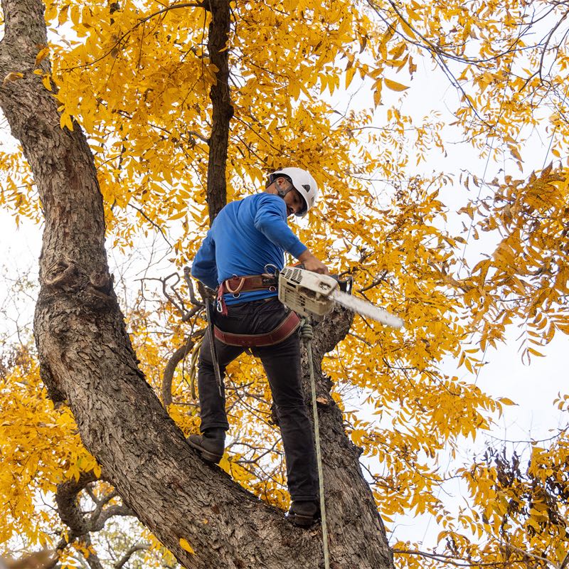 Canopy Trimming in Arlington