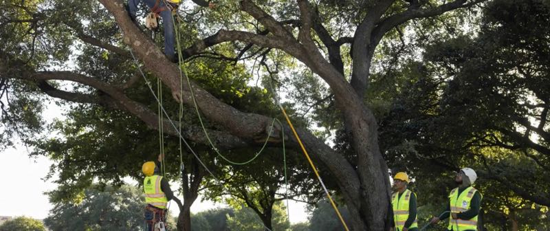 {SERVICE_NAME} project in Arlington