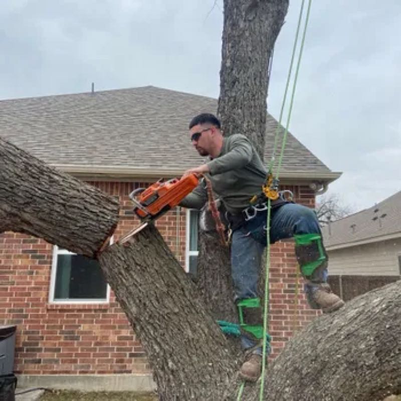 Tree Removal near Forest Hill
