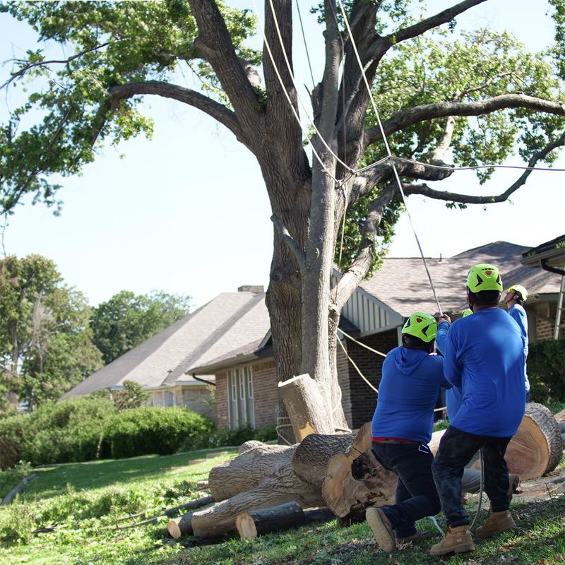 Tree Trimming in Arlington