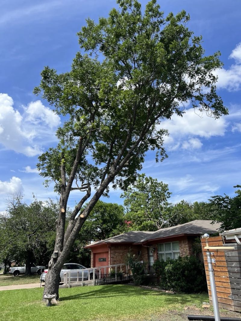Tree Removal in Arlington