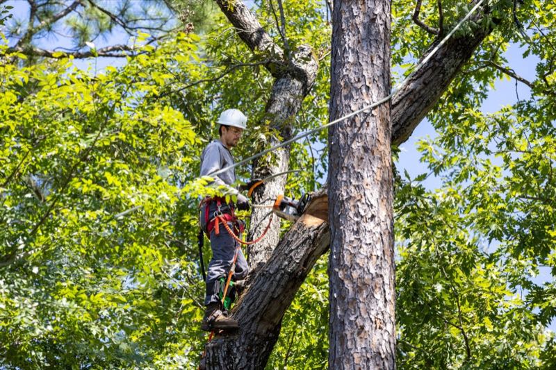 Large Oak Trimming in Arlington