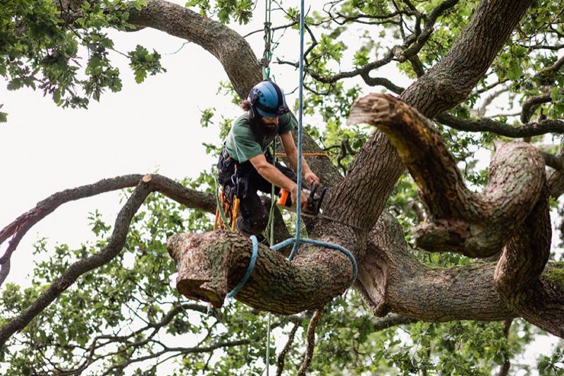 Storm Damage Cleanup in Arlington
